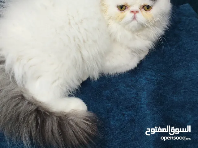 بنوته بيرشن فان اسبوتلس