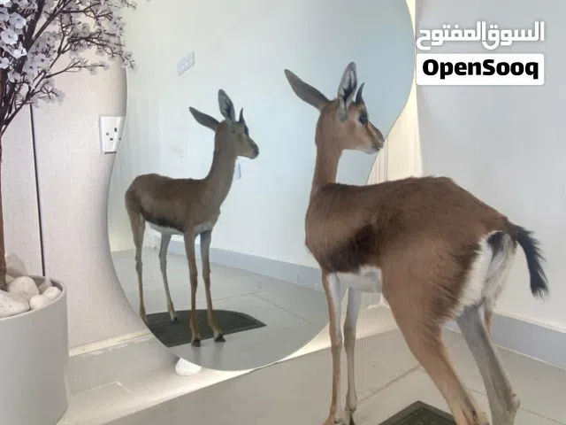 غزال ذكر ديماني