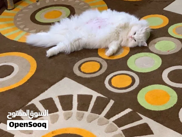 سجاد منزل نظيف