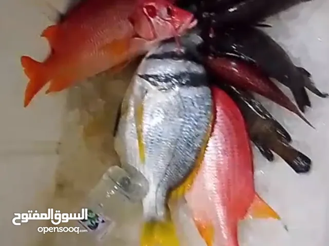سمك صيد يومي ثول