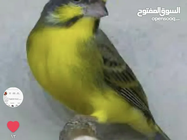 بيعه سريعه ياسمين ذكر شرط التغريد