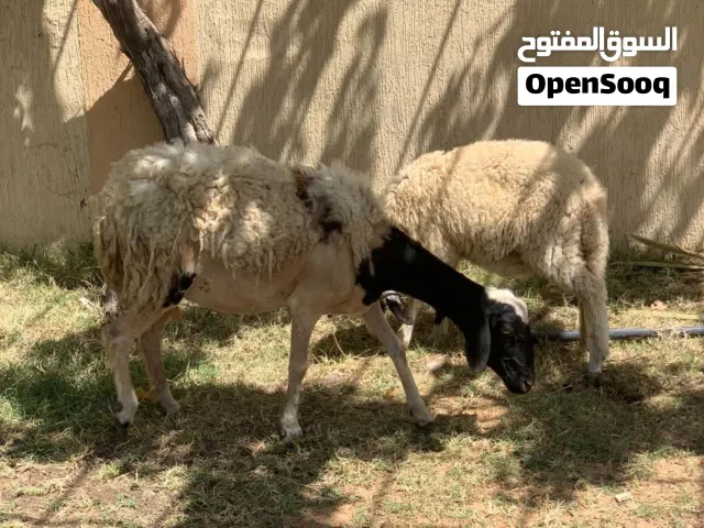 نعجه والده اقرا الوصف