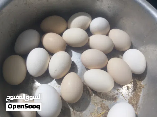 بيض دجاج عرب  ملقح مال كعادة