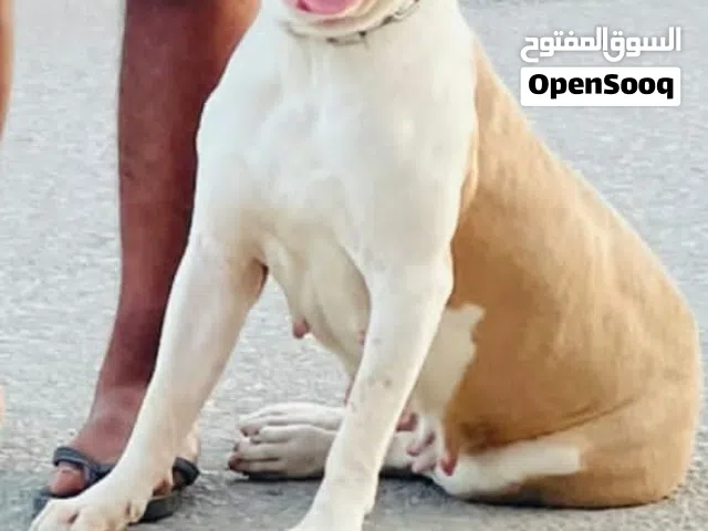 زوز كلاب بيتبل