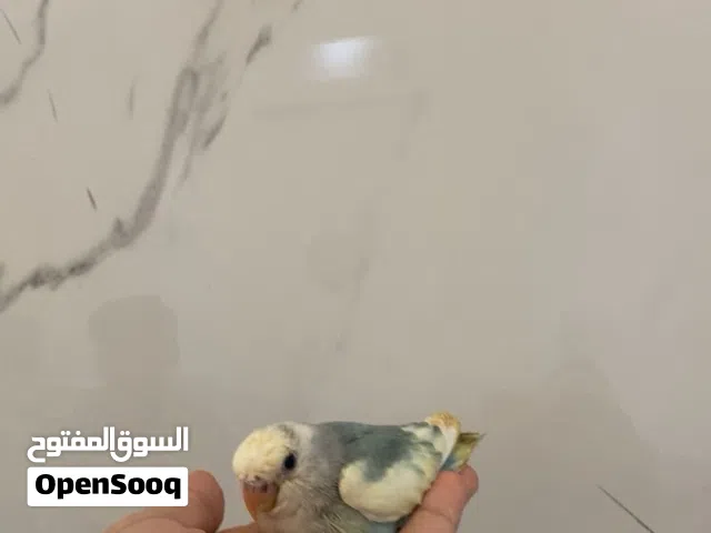 فرخ روز للبيع