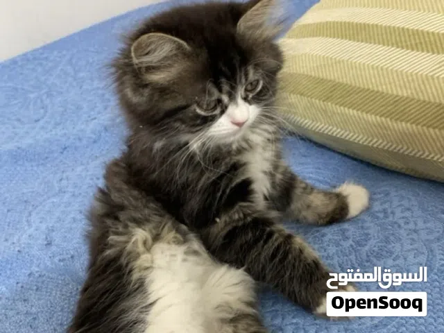 قط سيبيري مكس ماين كون العمر شهرين ونص (ذكر)