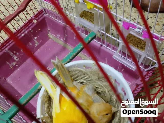 جوز كناري منتج للبيع بسعر 35