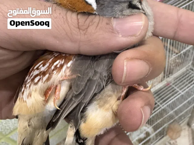 زوج مكس انكلش جواهن حاليا مبيضات