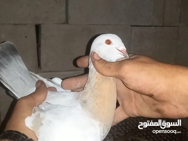مخلف العام عمر سنه