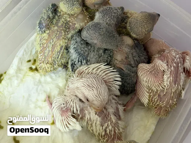 من انتاج البيت فروخ لوبيرد ابيع كله اوبلاين ولاتينو