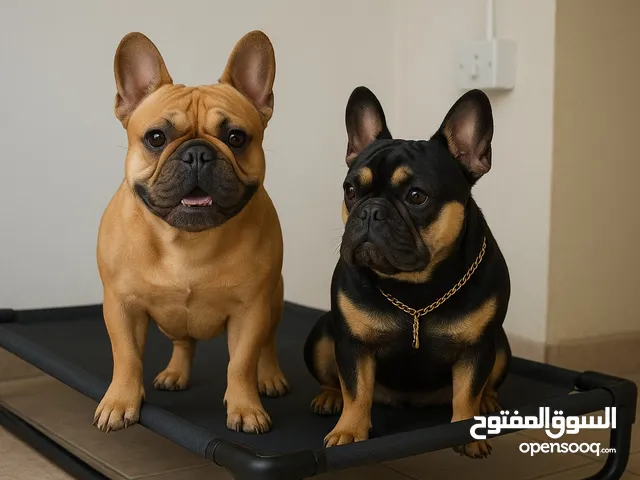 French Bulldog Studs Available for Mating