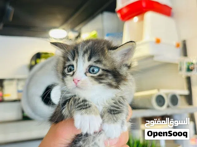 بسة للبيع شانشيلا بلبيت متحممة مقصوص اضافرها