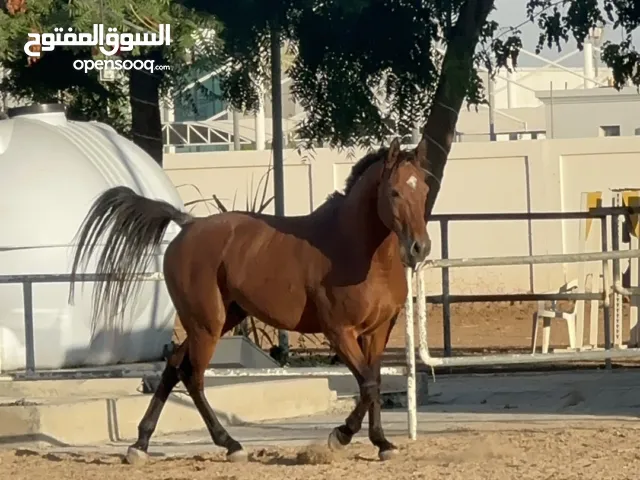 Bay Anglo Arabian Horse -158cm height (to the withers)  - 8 years old -Tack Included