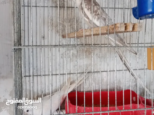 كوكتيل مع فراخ