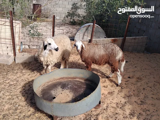 بسم الله  توكلنا على الله  2 بركوسات للبيع سعر البيع مع بعض 2500 دينار الزاوية