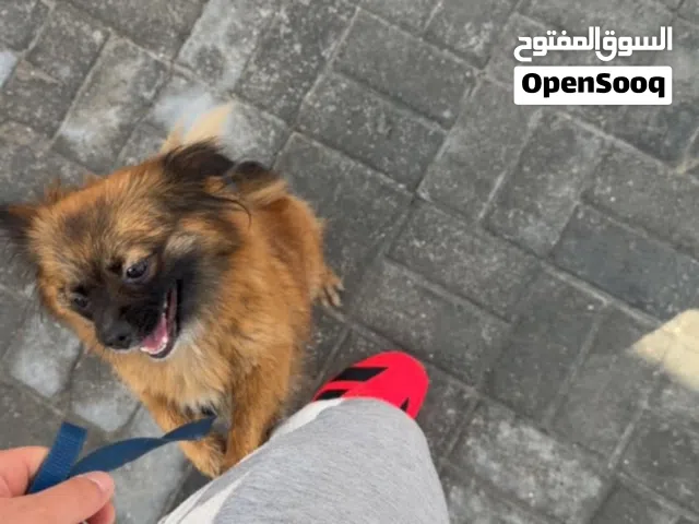 بيعه سريعه كلب نثيه ريشية  لعوبه وجميله جداً