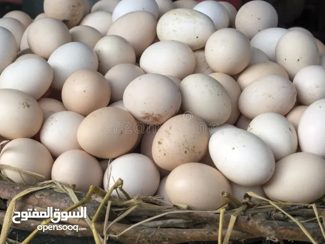 Organic Eggs for sale