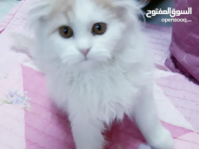 قط شانشيلا للبيع