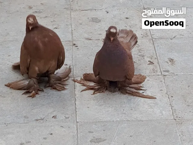 حمام للبيع