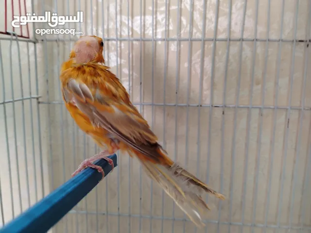 فحل كرزي زي النار الفيديو غني عن الشرح