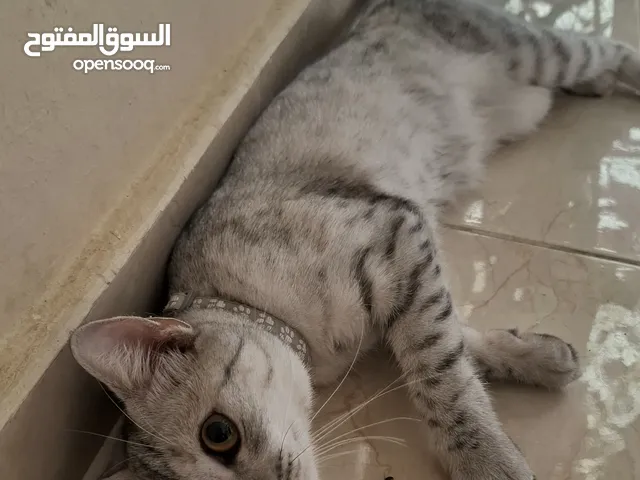 Female kitten for adoption