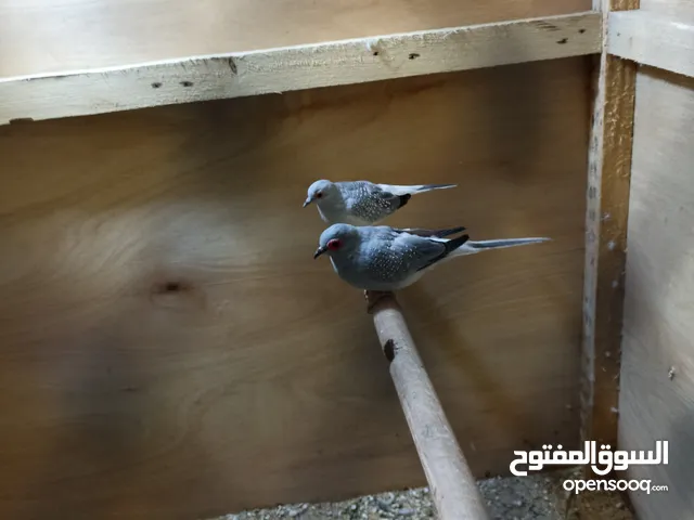 حمام ماسي مع زوج طير حب