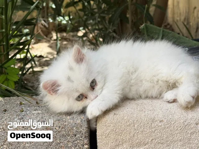 شيرازي للبيع عمرها شهرين