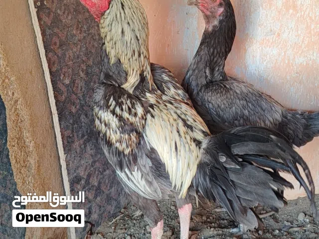 دجاج اكستاني سندي العدد 2 دياكه العمر سنه الحاله جيده