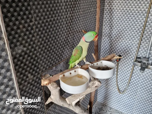 البيع ببغاء نبالي