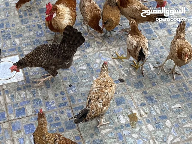 دجاج العمر خمسة اشهر