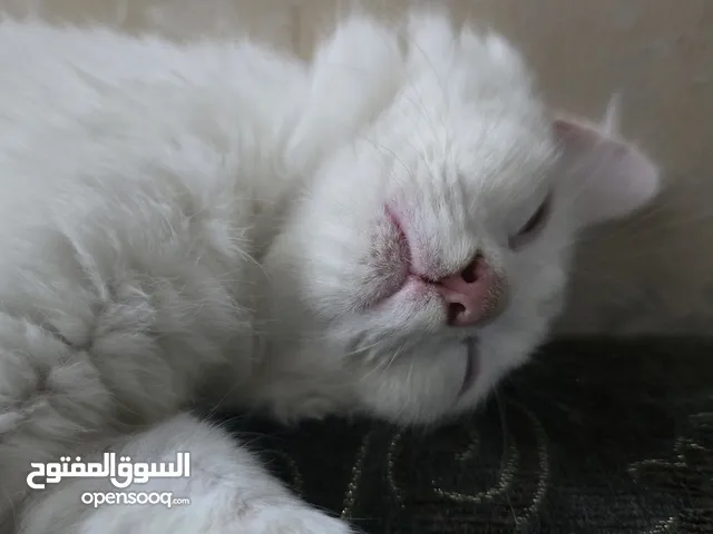 قط هملايا بيتش 4 شهور