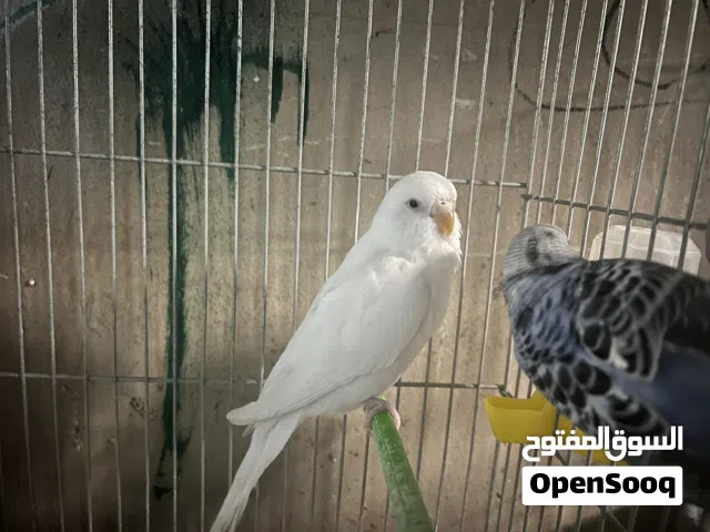 5 جواز حب و 4 ذكور