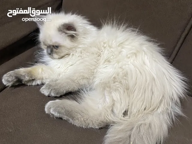 هملايا عمر 3 اشهر