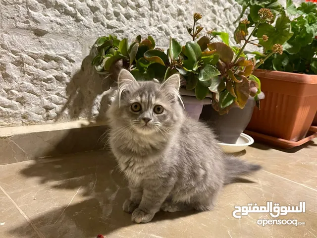 قطه نوع شانشيلا العمر ستة شهور للبيع
