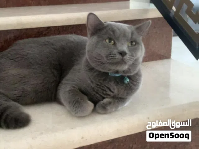 سكوتش فولد للبيع