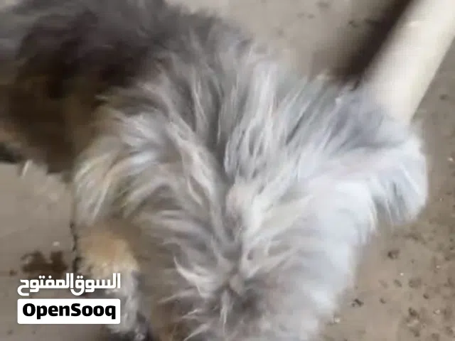لبيع بيعه مستعجله