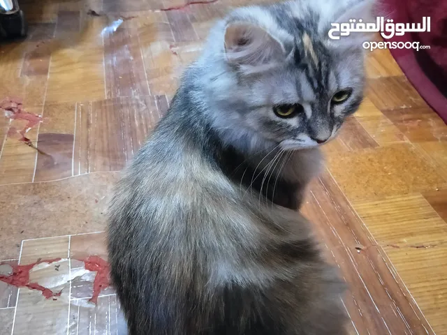 قطه شيرازي لون مميز (رصاصي مضرب بيجي)