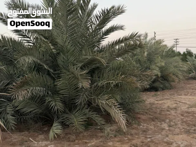 نخيل برحي مع الفسائل (الإفراغ) 20 أم مع 100 من الأفراح