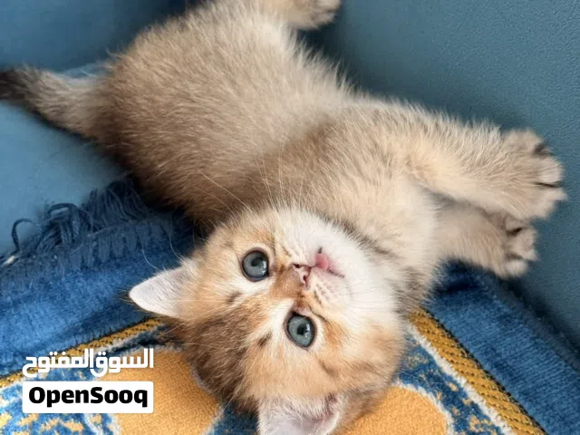 قطط إناث مستوى عالي الجمال والكياته ماشالله