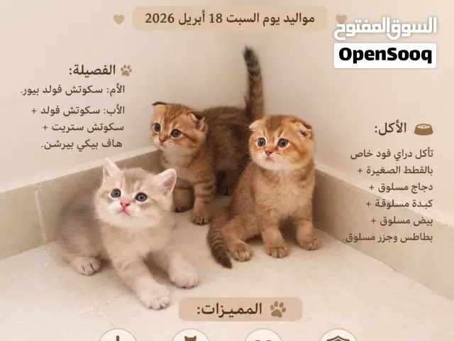 قطط كيوت تبحث عن بيت حنون