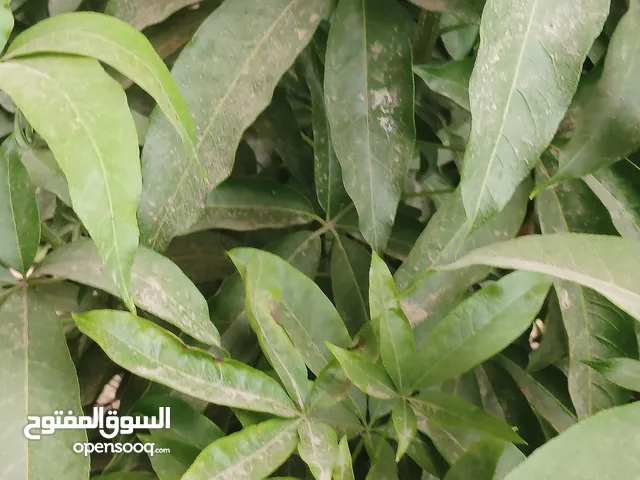 اشجار دنيا صغار اوبذور