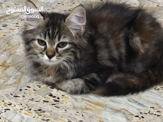 أنثى عمرة 3 أشهر جدا لعوبه