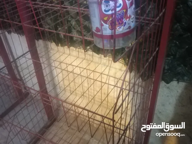 استاند شيبس كبير للبيع في جبل النصر حي عدن