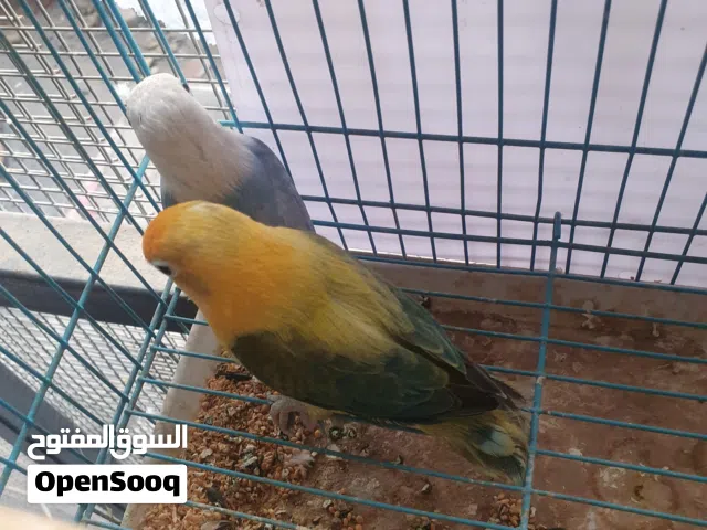 زوج غندوره فشر باربلو اوبلاين نثيه وفحل بلو مزوج