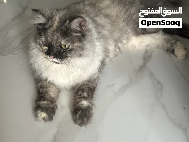 للبيع العاجل قطة مع ملحقاتها