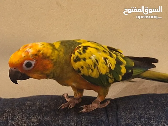 فرخ صن كنيور لعوب جدآ