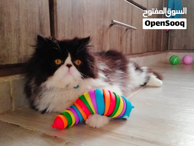 اريد قط شبيه بهذا في الأردن وخاصه اربد