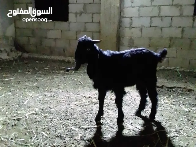 جدي قبرصي من النوادر ما شاء الله العمر من 3شعور إلى 4شهور