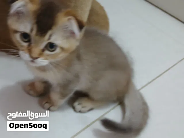 قطة سكوتش فولد انثى