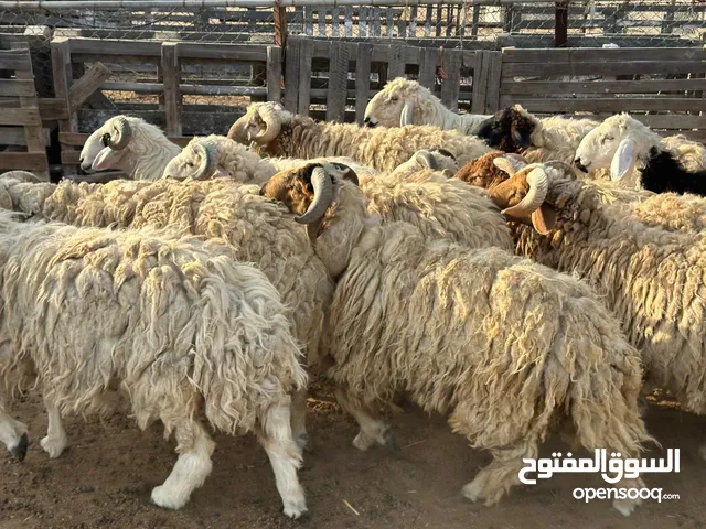 للبيع خرفان اضاحي نعيميات ونجديات